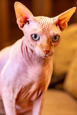 Büyük gözlü sfenks kedisi.