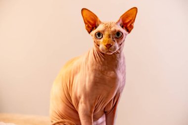 Sfenks kedisinin portresi. Beyaz bir duvarın arkasındaki kedi..