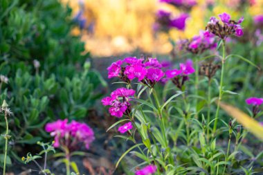 Renkli çiçeklerin arkaplan resmi, arka plan doğası