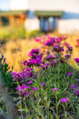 Renkli çiçeklerin arkaplan resmi, arka plan doğası