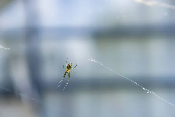 Spinne Netz — Stockfoto