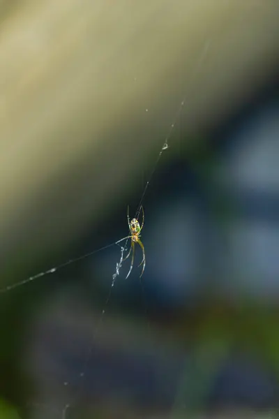 Vista Cerca Araña Web — Foto de Stock