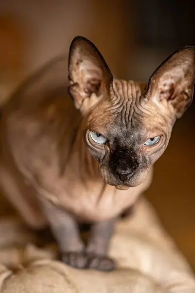 Retrato Gato Azul Con Ojos Amarillos —  Fotos de Stock
