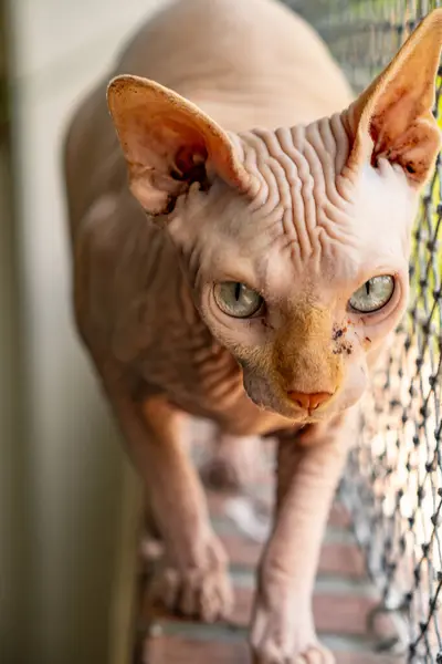 Retrato Hermoso Gato Con Ojos Verdes — Foto de Stock