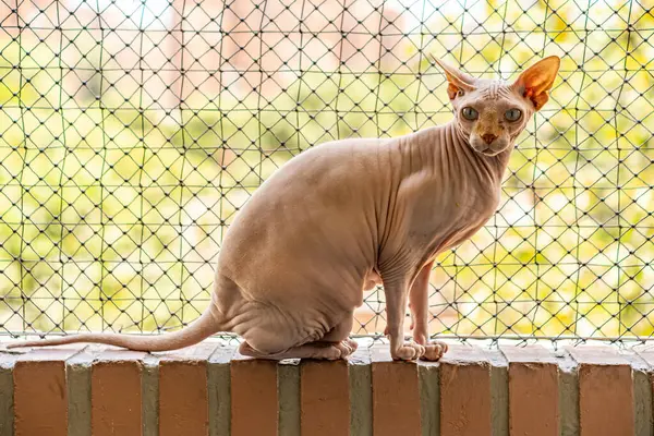 Kedi evin çitlerinde oturuyor..