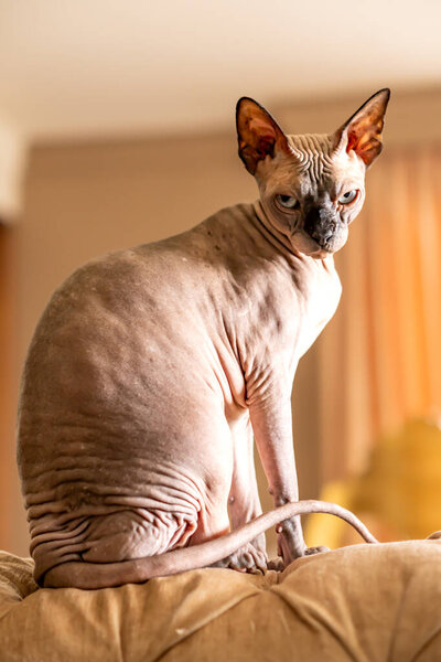 sphycat with a short haircut.