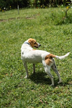 Bahçedeki yeşil çimlerle oynayan iki av köpeği.