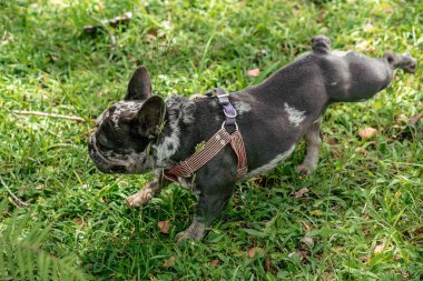 Bahçede siyah yakalı şirin bir köpek.