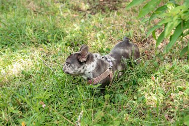 Yeşil çimlerin üzerinde siyah beyaz bir köpek