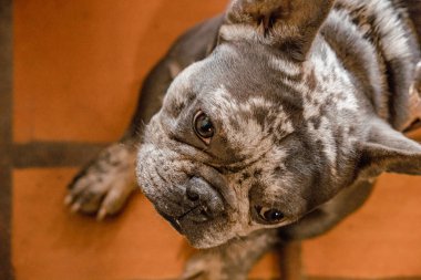 Güzel kahverengi bir köpeğin portresi..