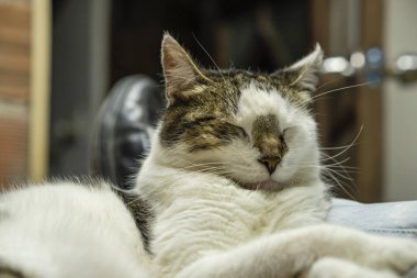 Evde uyuyan kedi. kedi uykusu.