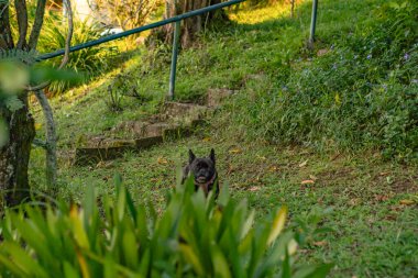 Parkta bir köpek dolaşıyor.