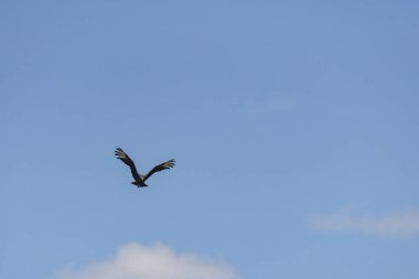 Mavi gökyüzünde uçan bir kuş