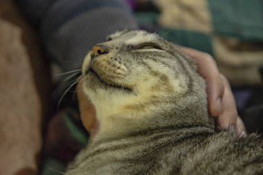 Odadaki kedi