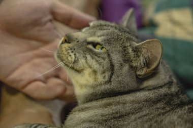 Eldeki kedi.