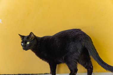 Siyah gözlü sarı siyah kedi