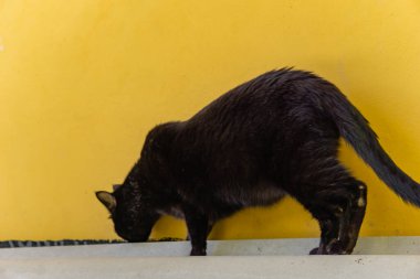 beyaz zemin üzerine sarı gözlü kedi