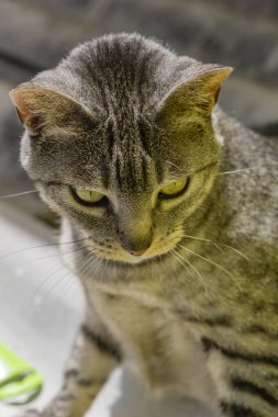 Güzel bir kedinin portresi, yakından.