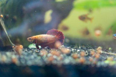 Güzel akvaryum balığı. Akvaryumdaki bir balığa yaklaş..