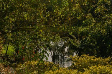 Üzerinde yeşil çimenler olan bir ağaca yakın plan.