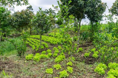 Tayland 'da yeşil çay tarlaları