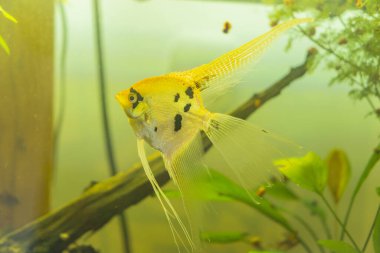 Akvaryumda yüzen sarı ve beyaz bir balık.