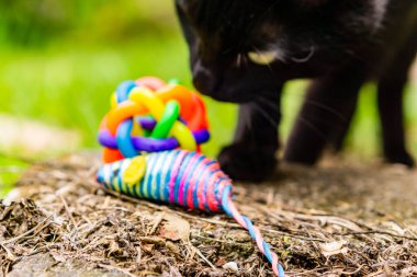 Şirin kedi yavrusu çimlerin üzerinde renkli lastik oyuncaklarla oynuyor..