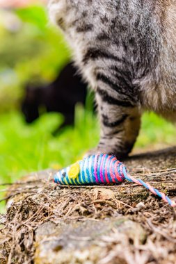 Kedi Bahçede Oynuyor