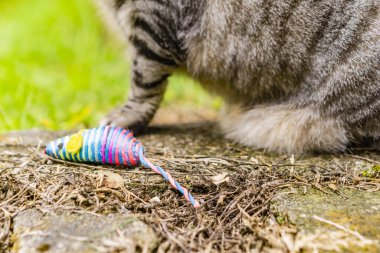 Gri kedi bahçede oynarken