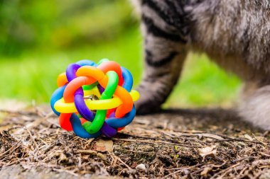 Şirin kedi yavrusu renkli oyuncaklarla oynuyor.