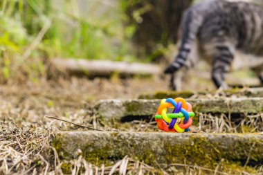 oyuncak kedi oyuncakla oynuyor.