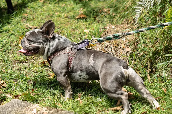 Bulldog Francés Perro Hierba — Foto de Stock