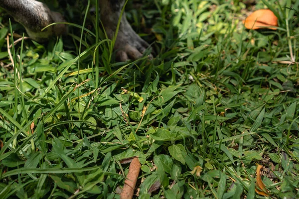 庭の草の中の犬 — ストック写真