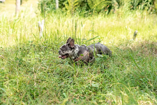 Собака Играющая Парке Домашнее Животное — стоковое фото