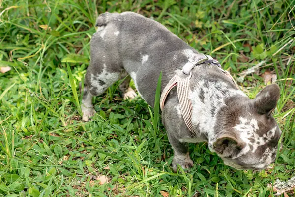 Americano Bulldog Cucciolo Sull Erba — Foto Stock