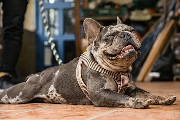 french bulldog in the market