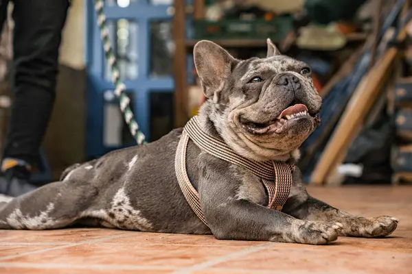 portrait of a french bulldog dog with big tongue. the dog breed of french bulldog, breed of french bulldog, on the floor, the owner
