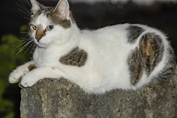 Portrét Kočky Velkýma Očima Kočka Kameni — Stock fotografie