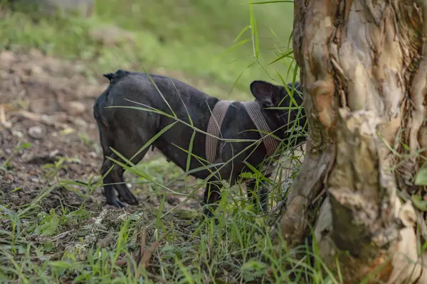 Cão Preto Floresta Cão Terrier Preto — Fotografia de Stock