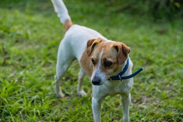 Retrato Jack Russel Terrier Jardín Verano — Foto de Stock