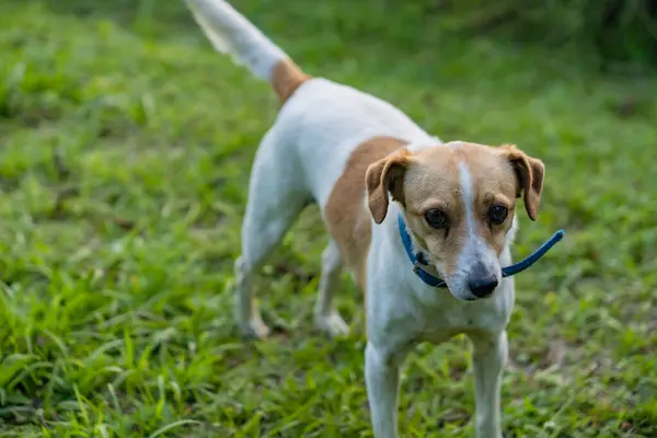 Cane Razza Jack Russell Terrier — Foto Stock