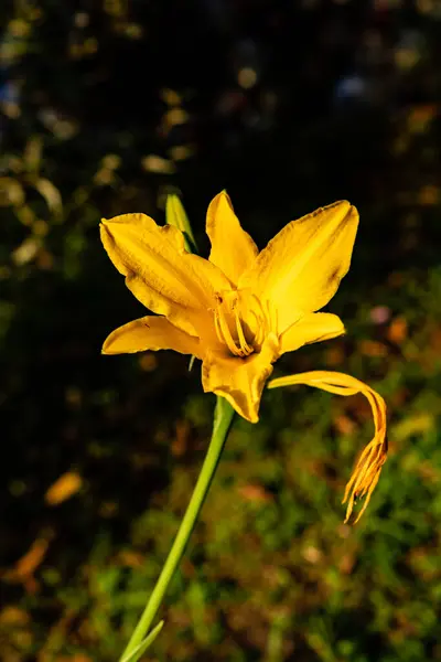 Žlutá Lilie Zahradě — Stock fotografie