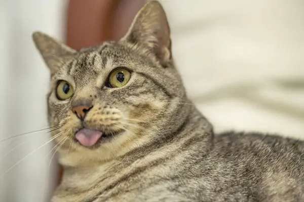 a cat with a tongue sticking out