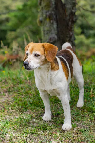 Perro Jack Russell Terrier Bosque — Foto de Stock