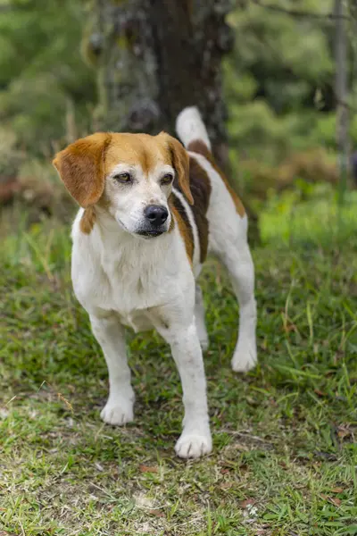 Retrato Perro Jack Russell Terrier Bosque Mascota Naturaleza — Foto de Stock