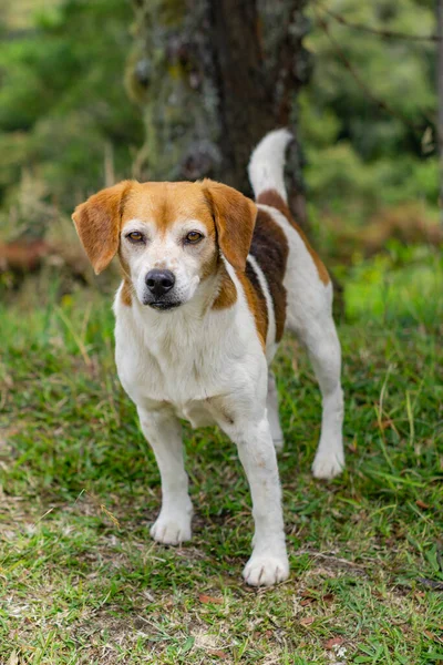 Perro Jack Russell Terrier Parque — Foto de Stock