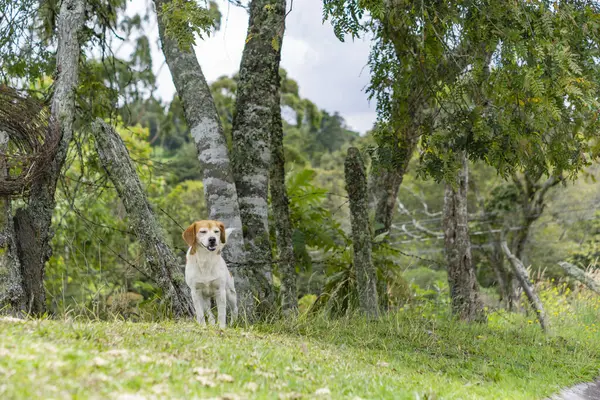 Cão Branco Floresta Verão — Fotografia de Stock