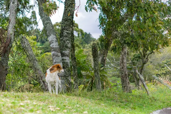 Pies Spacery Ulicy Brazylii — Zdjęcie stockowe