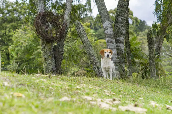 Pies Rasy Jack Russell Terrier — Zdjęcie stockowe