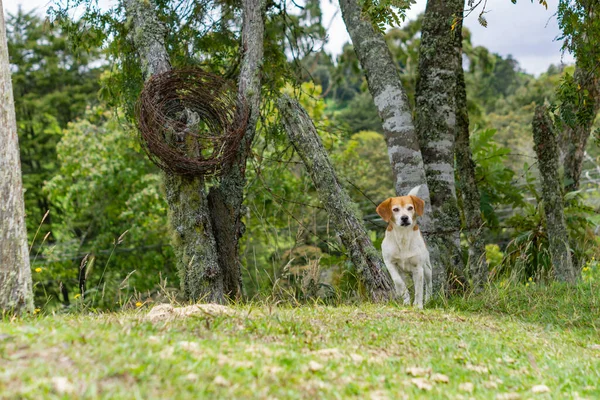 Cão Branco Com Olhos Vermelhos — Fotografia de Stock